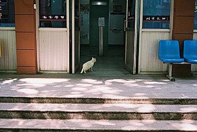 《特种部队：蛇眼起源》定档11月5日 东方暴力美学再现银幕